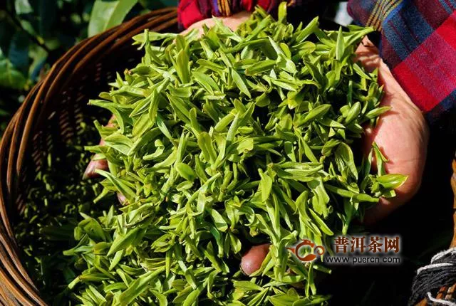 海南绿茶功效与作用，海南绿茶是什么茶？