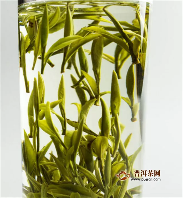 五指山綠茶和白沙綠茶的重點知識