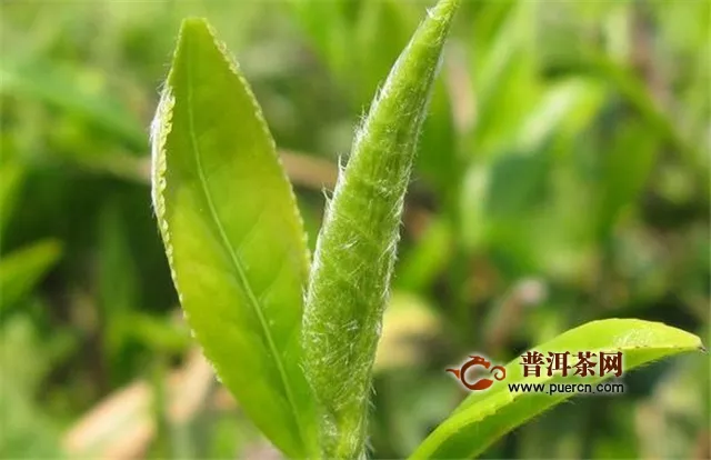 廬山云霧茶和碧螺春的產(chǎn)地區(qū)別