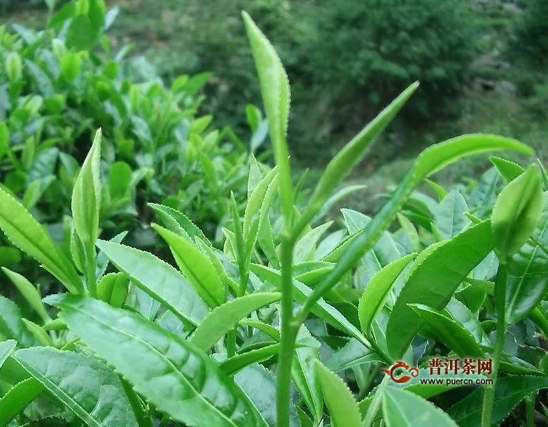 绿茶品种口感，绿茶的口感简述！