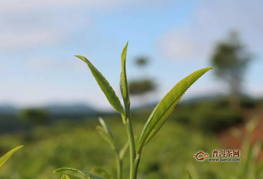 绿茶叶泡脚的功效与作用，绿茶叶泡脚——最佳养生方式！