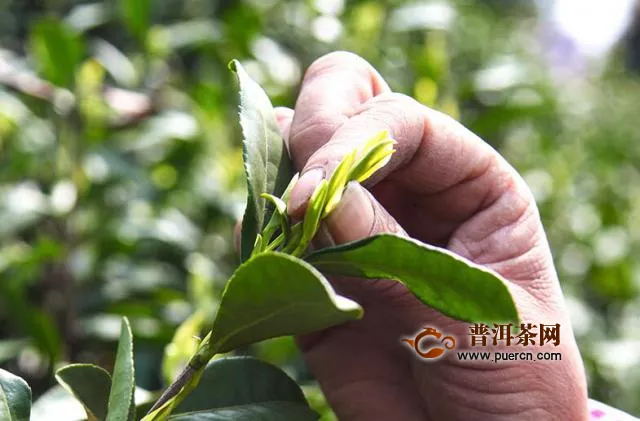 綠茶樹開花嗎？綠茶花有什么作用？