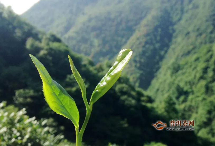 綠茶有多少種類？綠茶種類繁多！