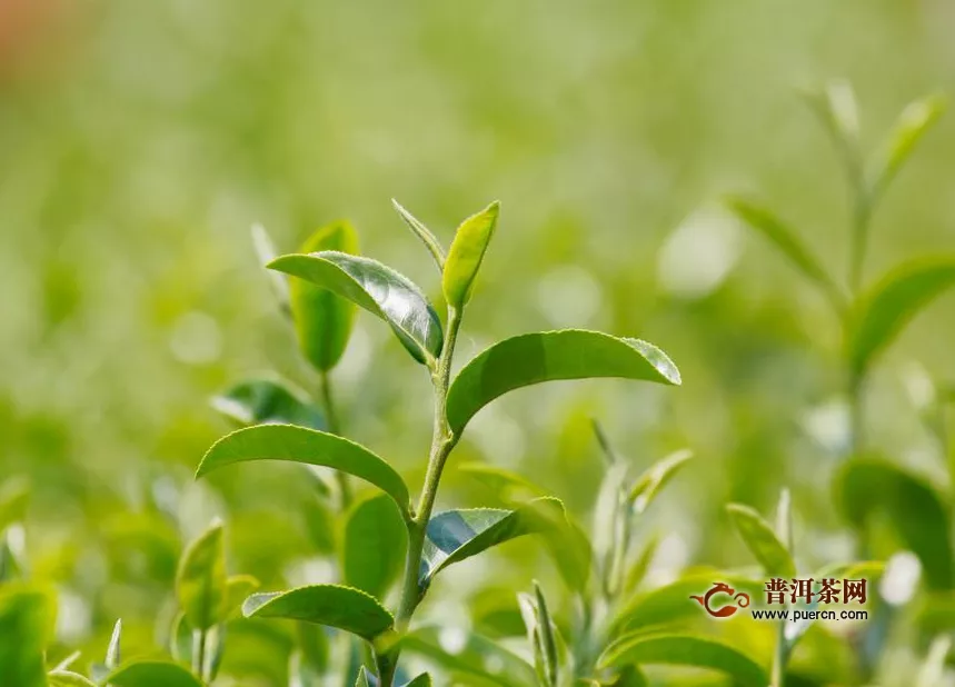 各种绿茶的味道，绿茶好喝营养多！