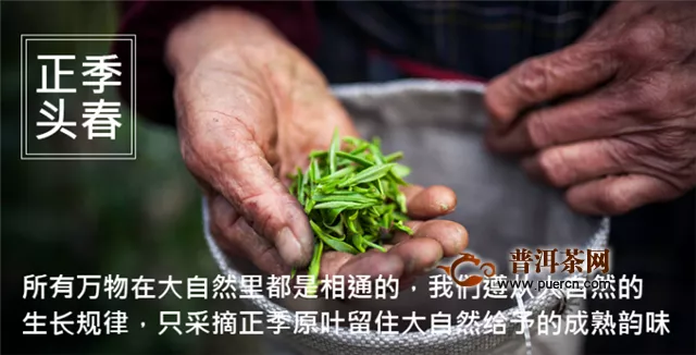 金骏眉是红茶吗？