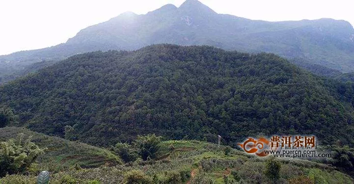 古六大普洱茶山是哪六山