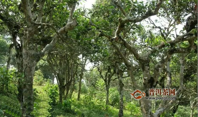 攸樂古茶山