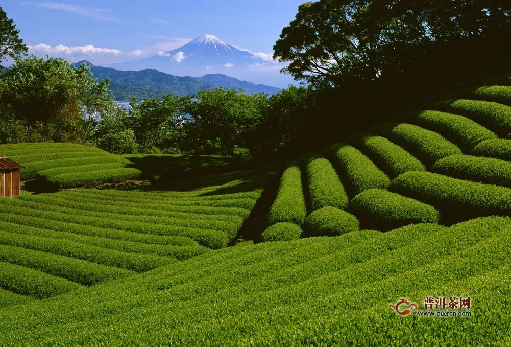 云霧綠茶時間放五年了？那肯定是不能喝的！