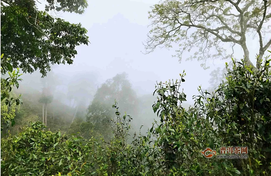 西双版纳基诺茶山