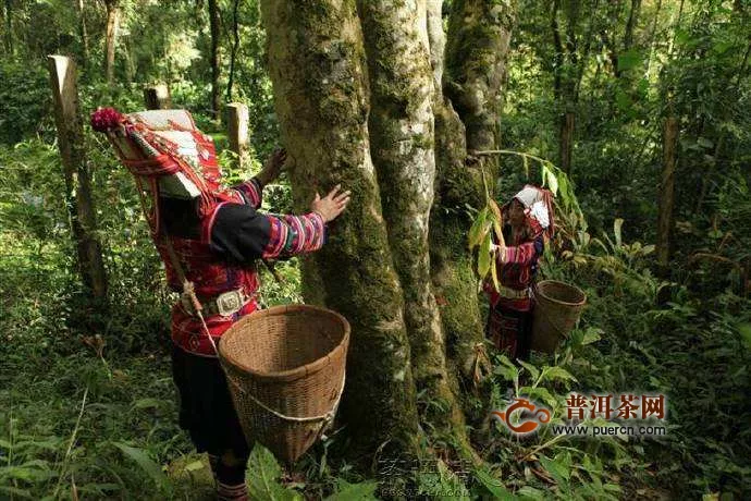 攸樂(基諾山)古茶山人文歷史