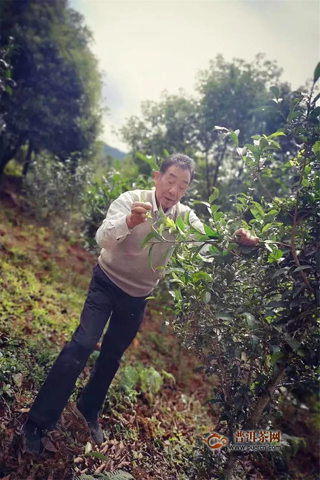 一球茶业2019年真红上市