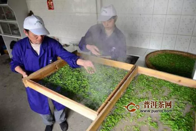 碧螺春绿茶的功效，碧螺春绿茶——绿茶中的极品！