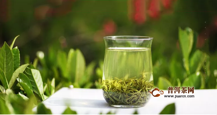 崂山绿茶属于什么茶种？崂山绿茶有什么特点？