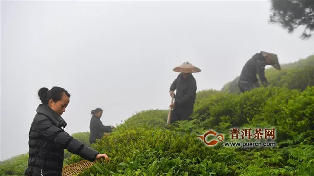 雅安藏茶和普洱茶的區(qū)別