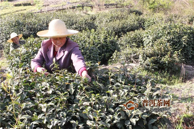 霍山黃芽什么時(shí)候采摘？在谷雨前清明后！