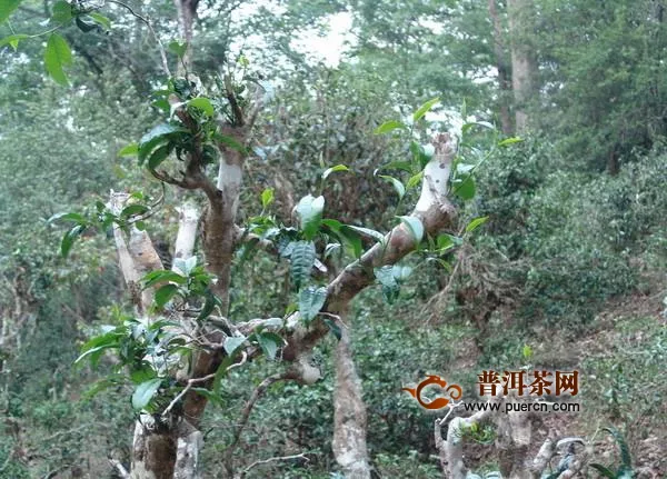莽枝古树茶的生长环境