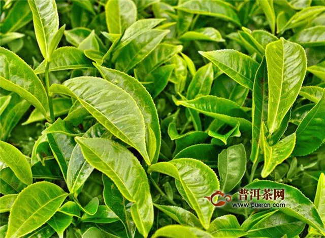 富硒绿茶的功效与作用