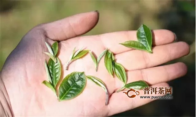 倚邦小叶种普洱茶有什么特点