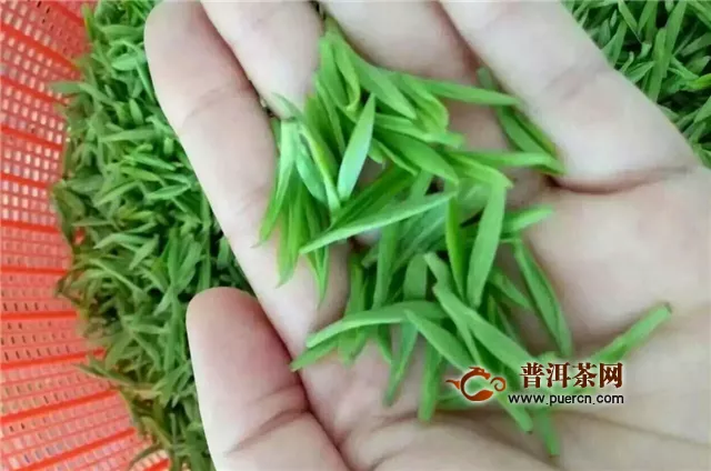 龙井碧螺春茶树品种