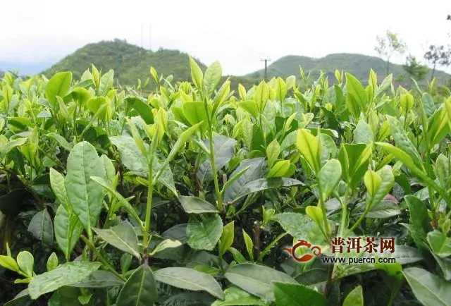 茶叶品种图片