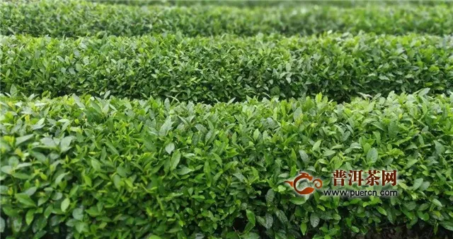 碧螺春和绿茶的产地不同