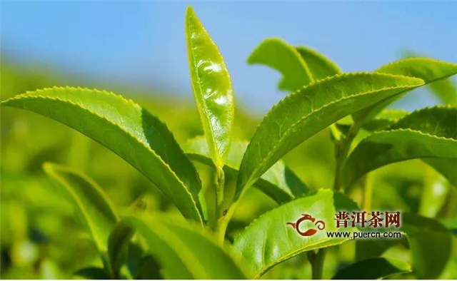 龙井茶和碧螺春的茶树品种