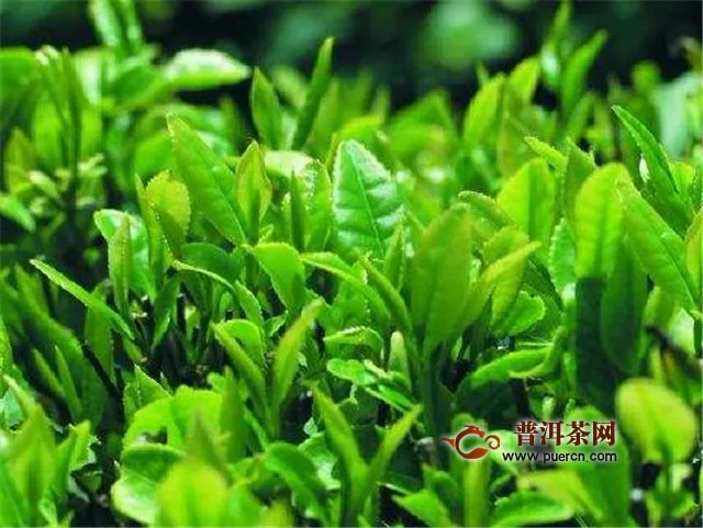 龙井茶和碧螺春的茶树品种