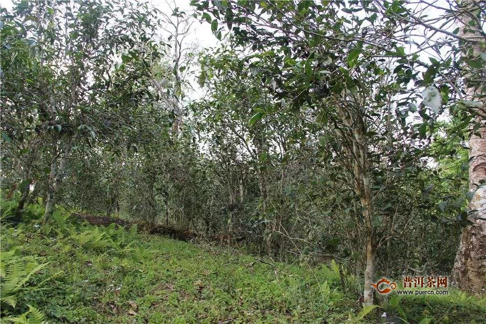 蠻磚古茶山介紹