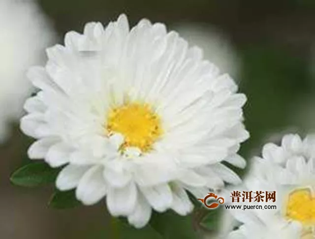 白菊花枸杞泡水功效