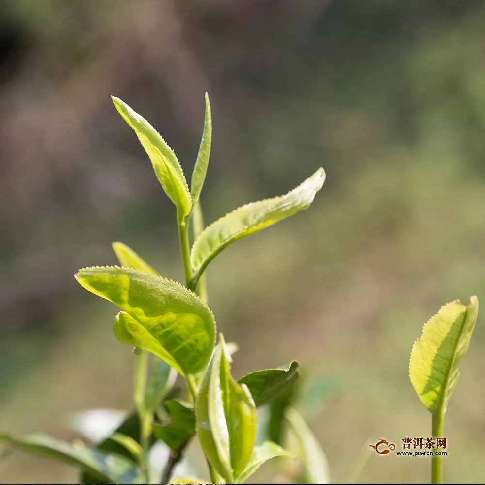 帕沙古樹茶的特點(diǎn)