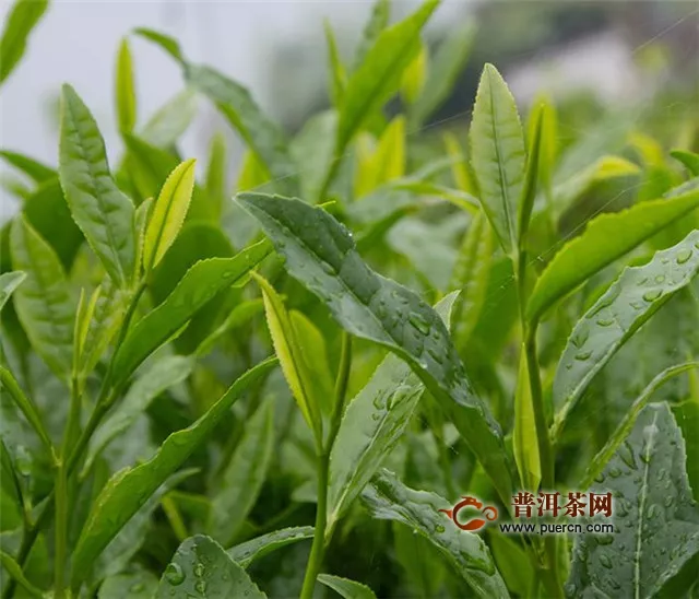 白茶产地福鼎潘溪村，公认的最优质的生长地！