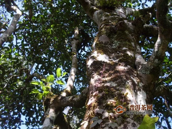 勐宋茶區(qū)都有哪些茶