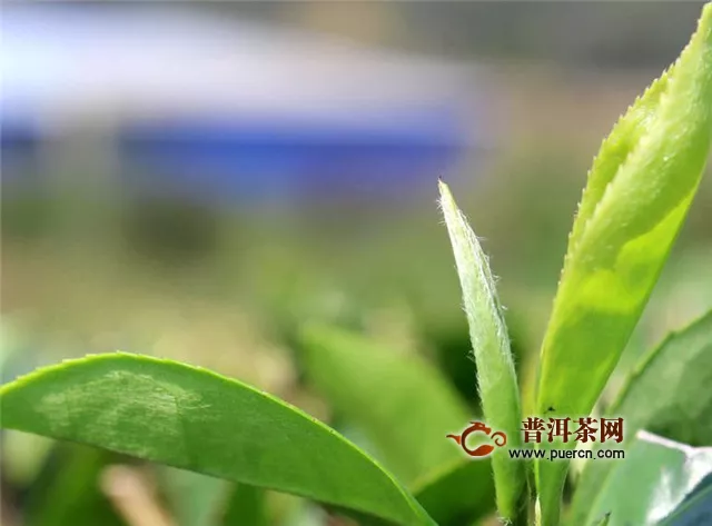 綠茶的名優(yōu)品種，六款最經(jīng)典綠茶！