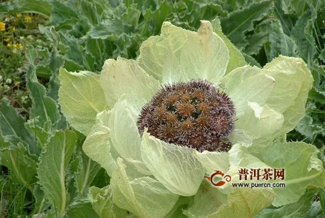 天山雪莲花可以泡茶吗