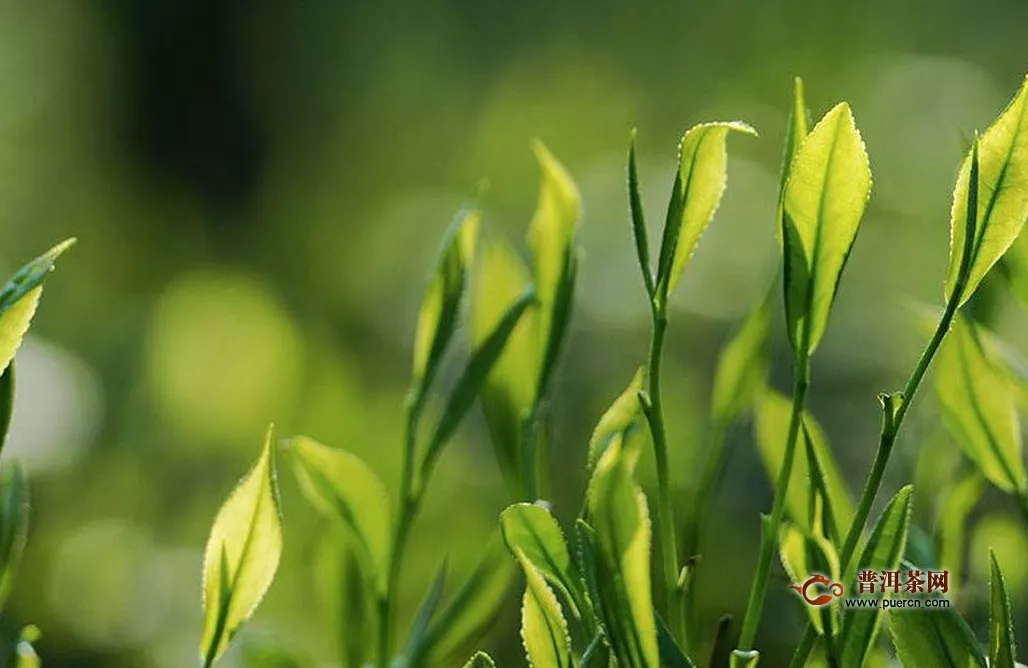 哪些綠茶抗癌功效？綠茶有哪些好處？