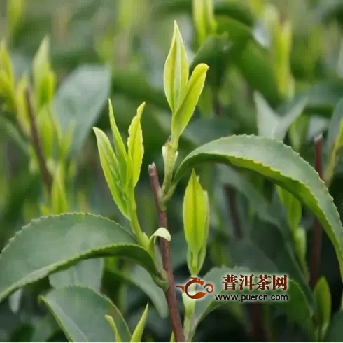 绿茶是什么发酵的茶？绿茶的制作工艺