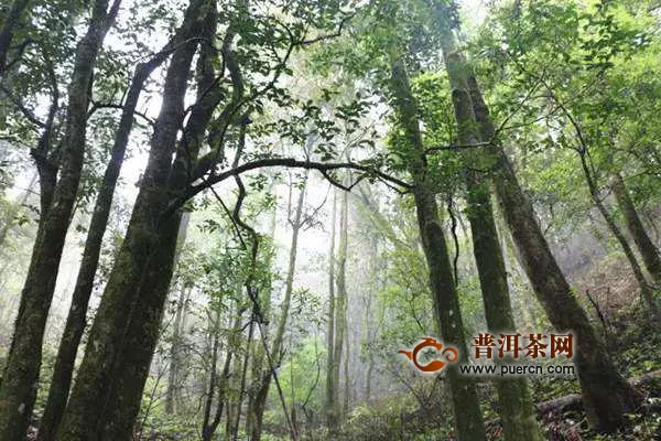 困鹿山：皇家茶园探秘