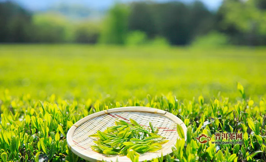 绿茶的成分功效作用，绿茶的成分决定功效