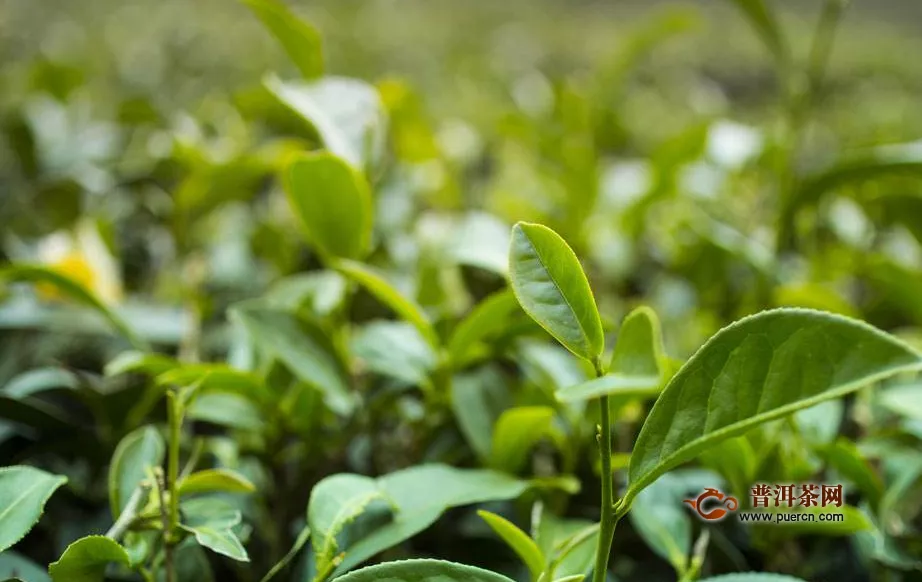 高山綠茶的功效與作用