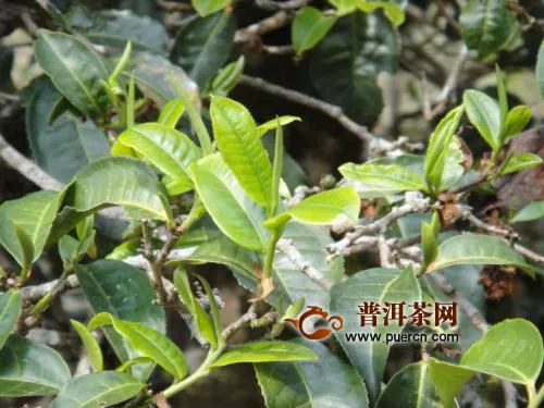 刮風(fēng)寨茶王樹普洱茶