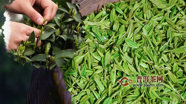 福建绿茶种类，福建绿茶的产地环境