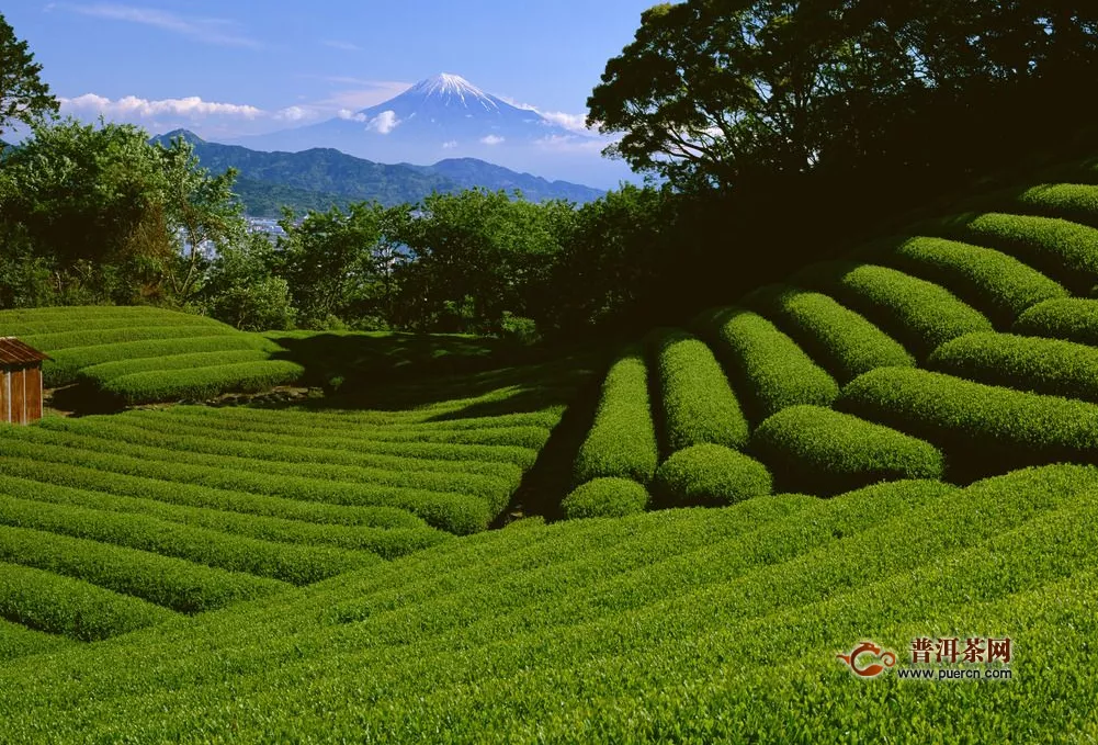 绿茶的味道描述，绿茶的种类、味道
