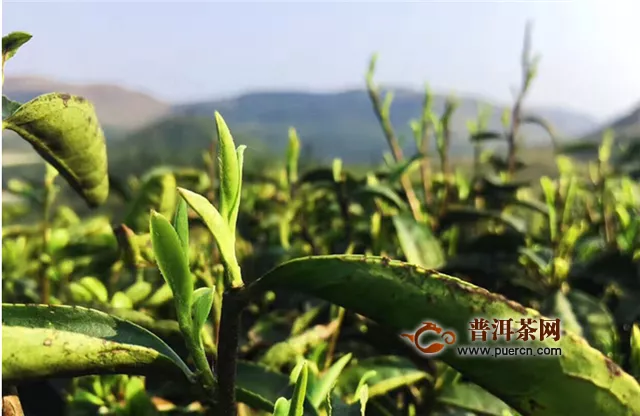 湄潭翠芽跟都勻毛尖的產(chǎn)地的區(qū)別