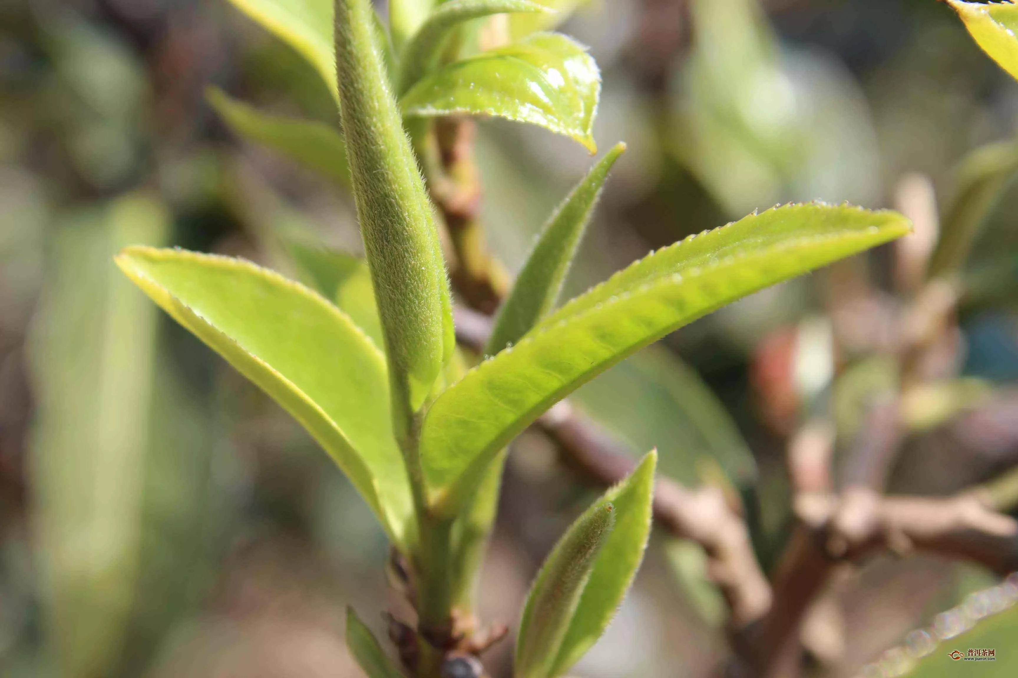 冰岛老寨古树茶功效