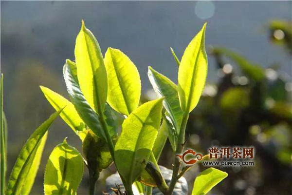 南迫老寨普洱茶介紹