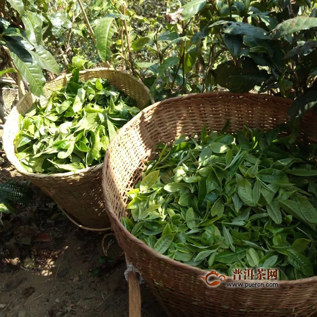 冰島地界茶產(chǎn)量