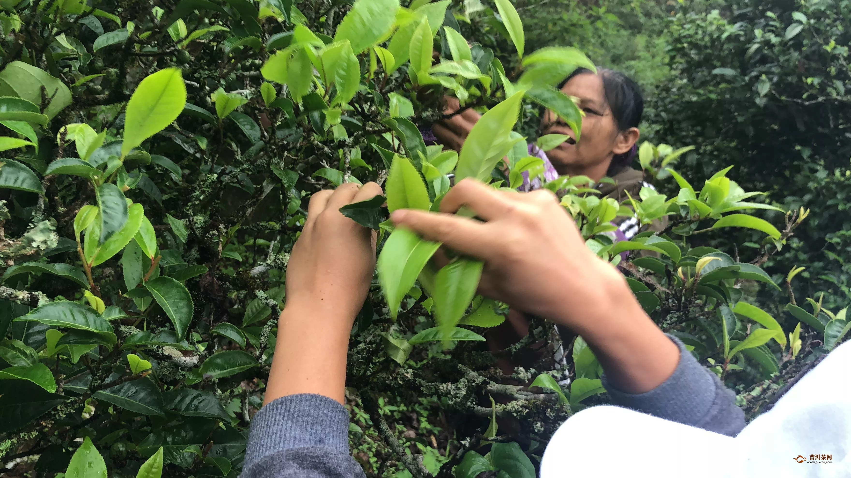 云南冰島茶產(chǎn)地在哪里