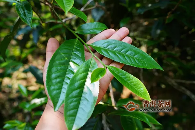 一篇看透，老班章和昔歸為什么那么貴？吉普號(hào)茶山黑話合集