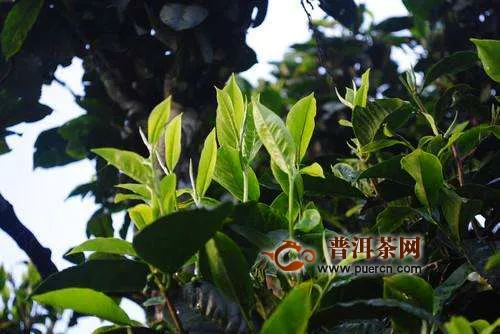 小戶寨是哪個(gè)茶區(qū)