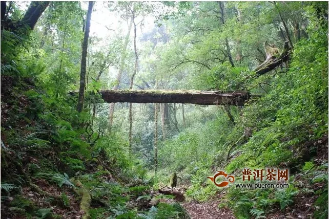 勐库大雪山野生古茶园